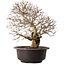 Carpinus coreana, 41 cm, ± 30 years old