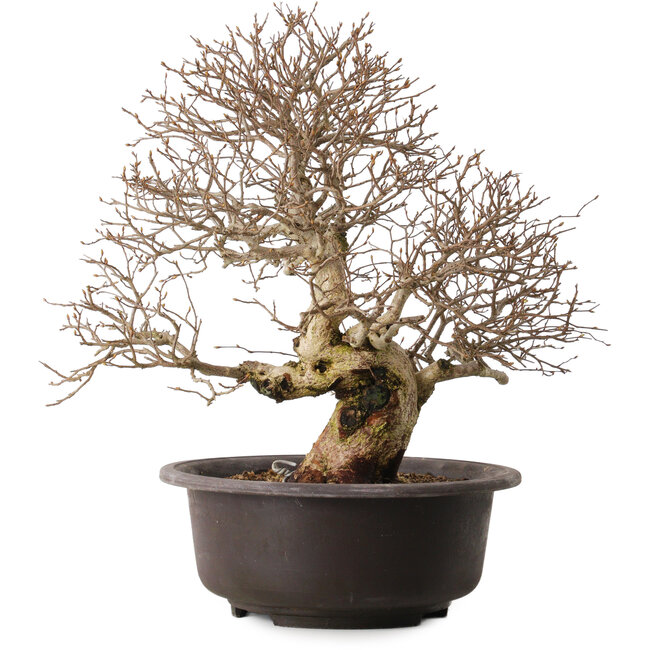 Carpinus coreana, 41 cm, ± 30 years old