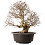 Carpinus coreana, 41 cm, ± 30 years old