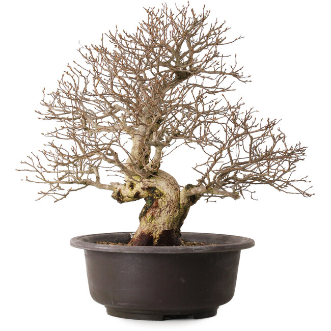 Carpinus coreana, 41 cm, ± 30 years old