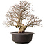 Carpinus coreana, 41 cm, ± 30 years old