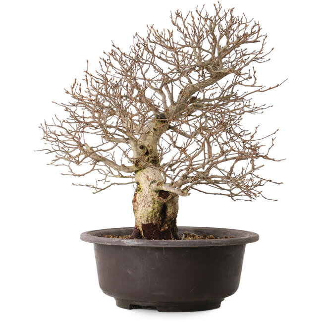 Carpinus coreana, 41 cm, ± 30 years old