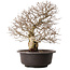Carpinus coreana, 41 cm, ± 30 years old