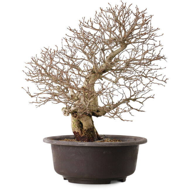 Carpinus coreana, 41 cm, ± 30 years old