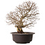 Carpinus coreana, 41 cm, ± 30 years old