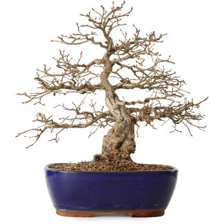 Carpinus coreana, 42 cm, ± 20 años