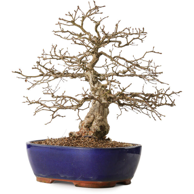Carpinus coreana, 42 cm, ± 20 ans, avec un nebari de 10 cm