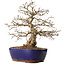 Carpinus coreana, 42 cm, ± 20 years old, with a nebari of 10 cm