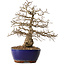 Carpinus coreana, 42 cm, ± 20 jaar oud, met een nebari van 10 cm