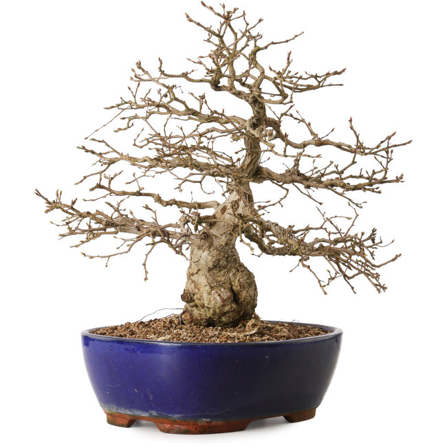 Carpinus coreana, 42 cm, ± 20 years old, with a nebari of 10 cm