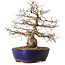 Carpinus coreana, 42 cm, ± 20 years old, with a nebari of 10 cm