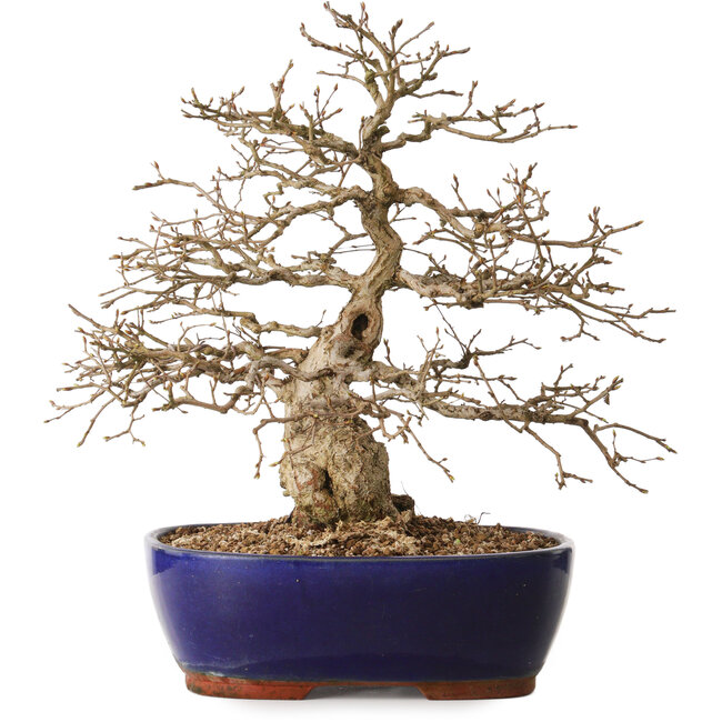 Carpinus coreana, 42 cm, ± 20 jaar oud, met een nebari van 10 cm