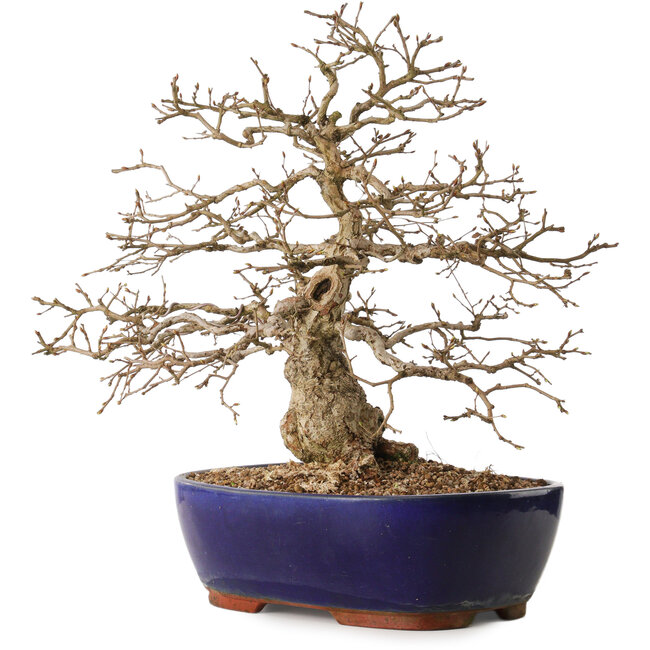 Carpinus coreana, 42 cm, ± 20 Jahre alt, mit einem Nebari von 10 cm