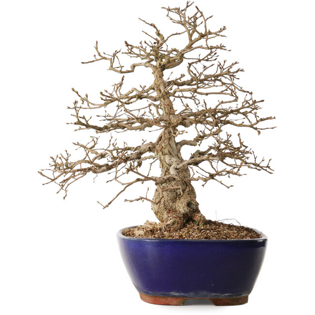 Carpinus coreana, 42 cm, ± 20 ans, avec un nebari de 10 cm