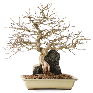 Carpinus coreana, 33 cm, ± 20 years old