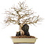 Carpinus coreana, 33 cm, ± 20 años de edad, sobre una roca de 10 x 12 x 7 cm.