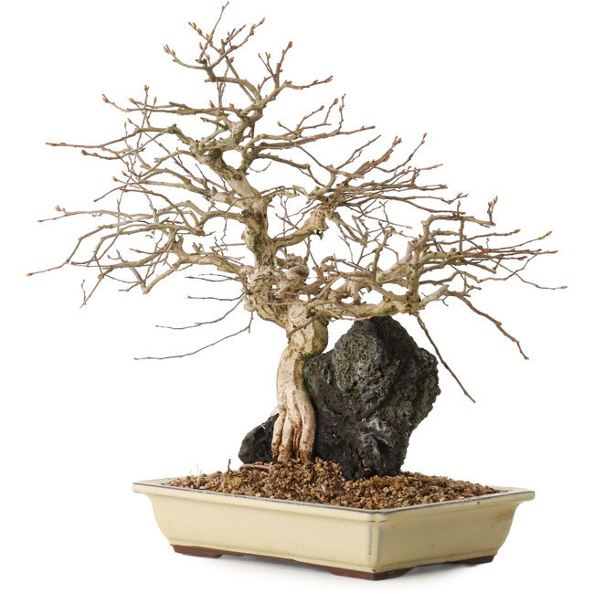 Carpinus coreana, 33 cm, ± 20 años de edad, sobre una roca de 10 x 12 x 7 cm.