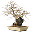 Carpinus coreana, 33 cm, ± 20 years old, on a rock of 10 by 12 by 7 cm