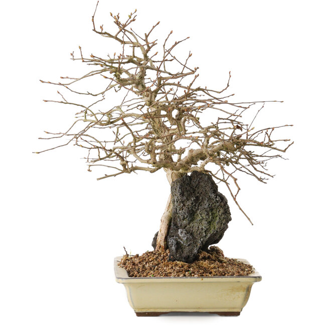 Carpinus coreana, 33 cm, ± 20 years old, on a rock of 10 by 12 by 7 cm