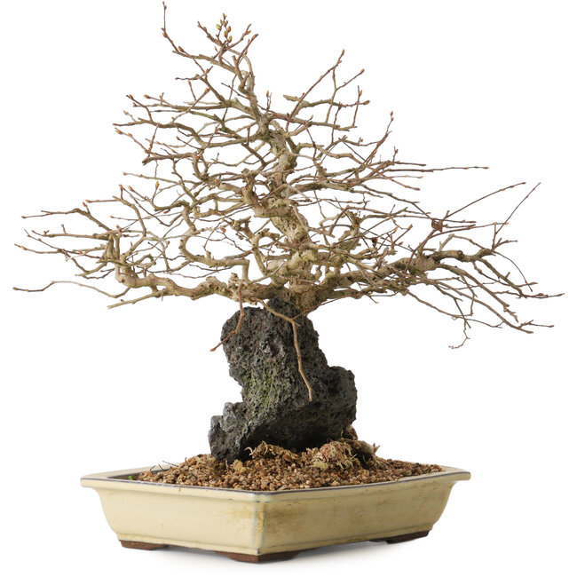 Carpinus coreana, 33 cm, ± 20 años de edad, sobre una roca de 10 x 12 x 7 cm.