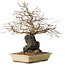 Carpinus coreana, 33 cm, ± 20 years old, on a rock of 10 by 12 by 7 cm