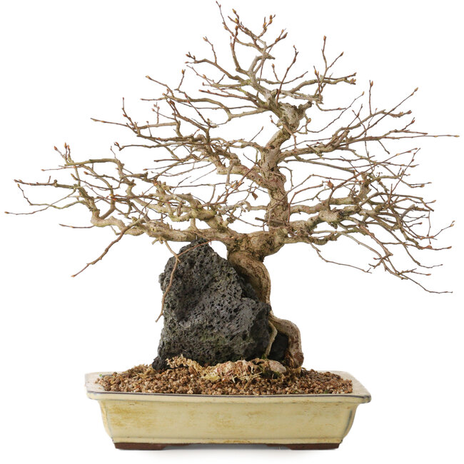 Carpinus coreana, 33 cm, ± 20 años de edad, sobre una roca de 10 x 12 x 7 cm.