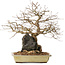 Carpinus coreana, 33 cm, ± 20 years old, on a rock of 10 by 12 by 7 cm