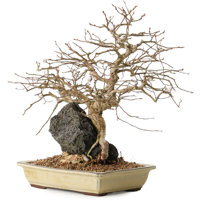 Carpinus coreana, 33 cm, ± 20 years old, on a rock of 10 by 12 by 7 cm