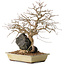 Carpinus coreana, 33 cm, ± 20 years old, on a rock of 10 by 12 by 7 cm
