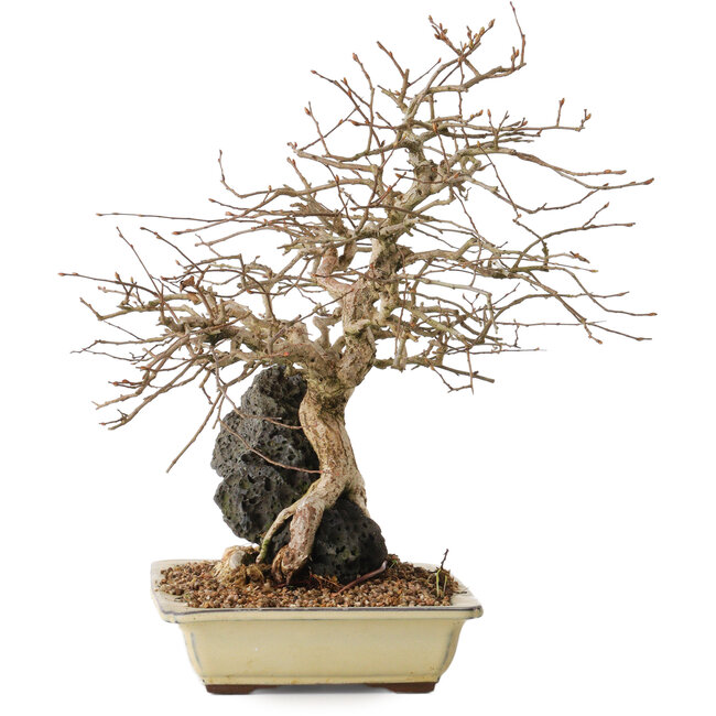 Carpinus coreana, 33 cm, ± 20 años de edad, sobre una roca de 10 x 12 x 7 cm.