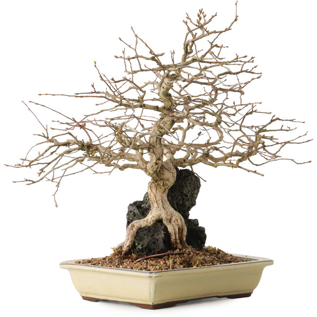 Carpinus coreana, 33 cm, ± 20 years old, on a rock of 10 by 12 by 7 cm