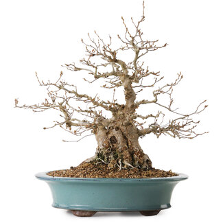 Carpinus coreana, 41 cm, ± 20 anni