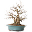 Carpinus coreana, 41 cm, ± 20 years old, with a nebari of 19 cm