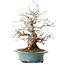 Carpinus coreana, 41 cm, ± 20 years old, with a nebari of 19 cm