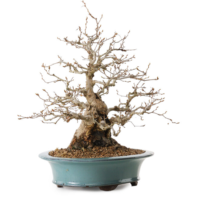 Carpinus coreana, 41 cm, ± 20 años, con un nebari de 19 cm