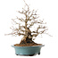 Carpinus coreana, 41 cm, ± 20 ans, avec un nebari de 19 cm