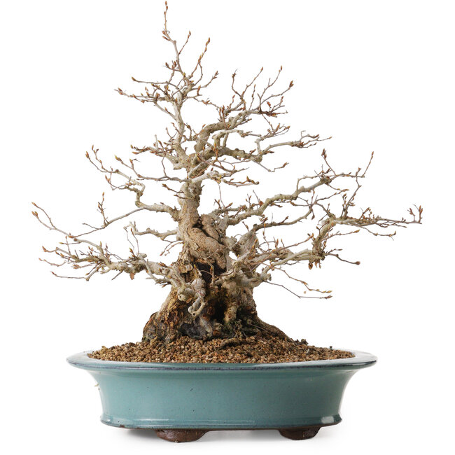 Carpinus coreana, 41 cm, ± 20 jaar oud, met een nebari van 19 cm
