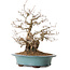 Carpinus coreana, 41 cm, ± 20 anni, con nebari di 19 cm