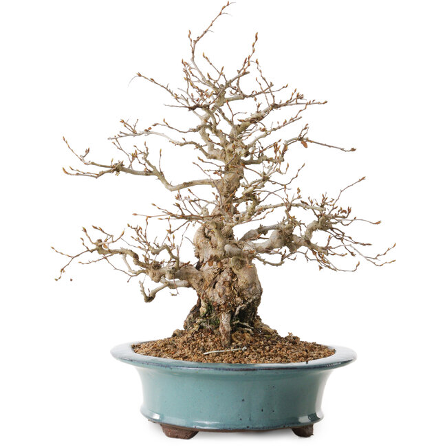 Carpinus coreana, 41 cm, ± 20 Jahre alt, mit einem Nebari von 19 cm
