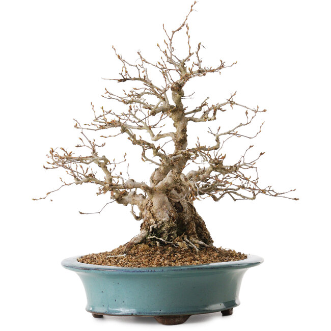 Carpinus coreana, 41 cm, ± 20 years old, with a nebari of 19 cm