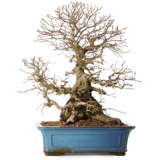 Carpinus coreana, 51 cm, ± 20 años de edad