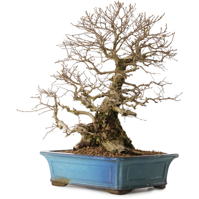 Carpinus coreana, 51 cm, ± 20 Jahre alt, mit einem Nebari von 28 cm