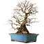 Carpinus coreana, 51 cm, ± 20 anni, con nebari di 28 cm