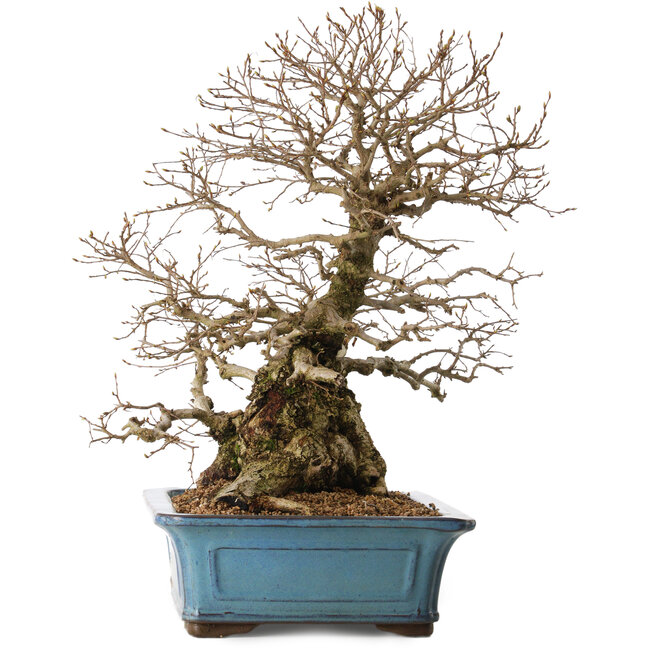 Carpinus coreana, 51 cm, ± 20 anni, con nebari di 28 cm