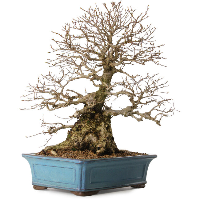 Carpinus coreana, 51 cm, ± 20 anni, con nebari di 28 cm