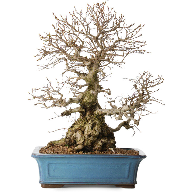 Carpinus coreana, 51 cm, ± 20 Jahre alt, mit einem Nebari von 28 cm