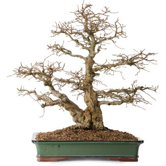 Carpinus coreana, 48 cm, ± 25 años