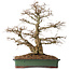 Carpinus coreana, 48 cm, ± 25 years old, with a nebari of 16 cm