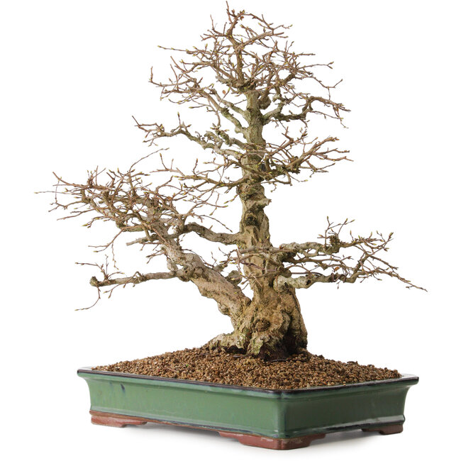 Carpinus coreana, 48 cm, ± 25 jaar oud, met een nebari van 16 cm