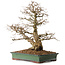 Carpinus coreana, 48 cm, ± 25 ans, avec un nebari de 16 cm